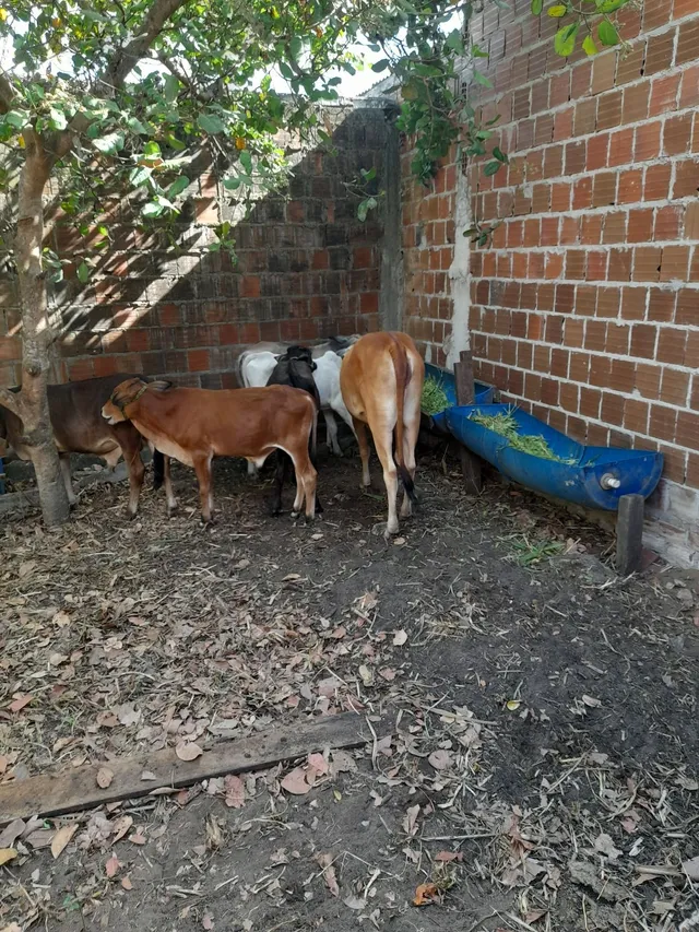 Bezerro bom