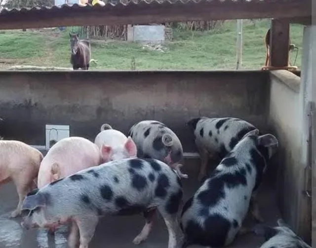 Vendo leitão 