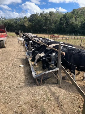 Vacas leiteiras a venda