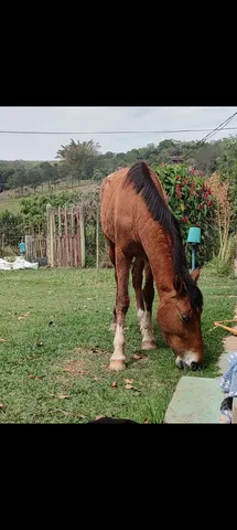 Vendo cavalo 