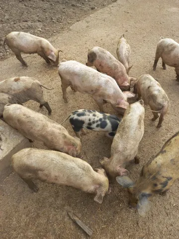 Vendo leitão 