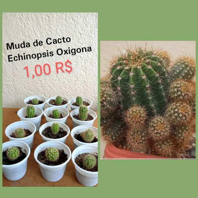 Mudas de Cactos no copinho R$ 1,00