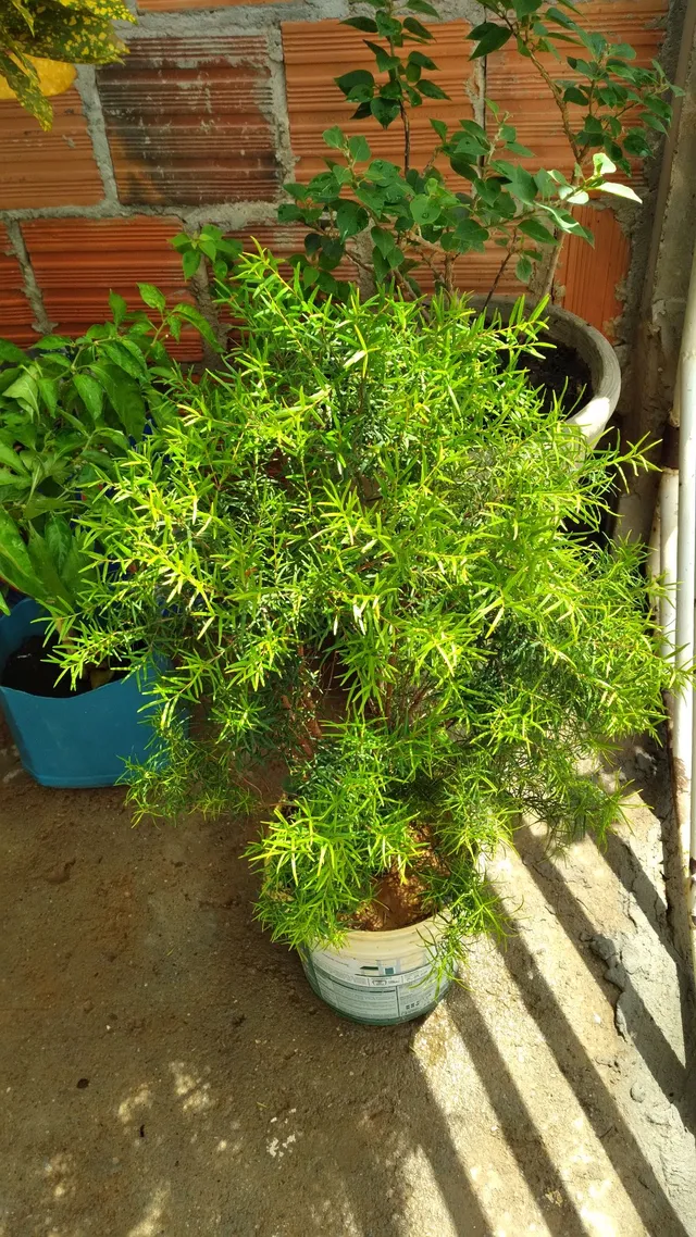 Vendo essas lindas plantas 
