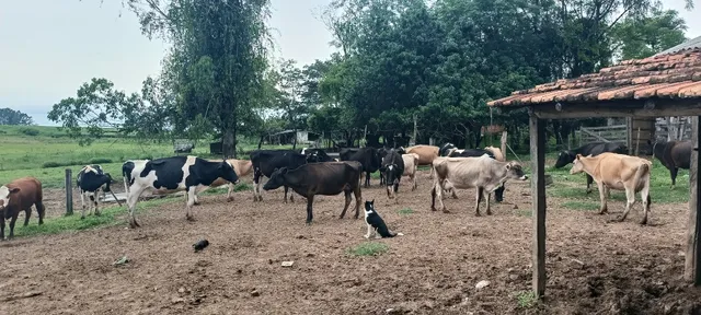 Lote de Vacas leiteiras 
