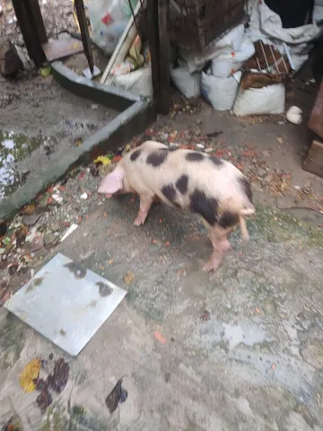 Vendo porco vivo