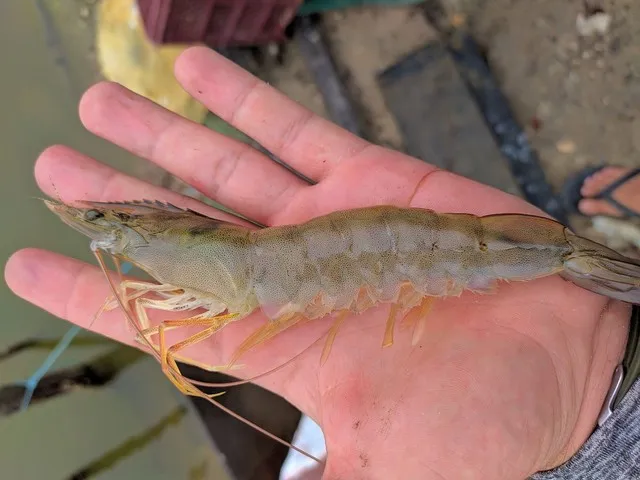 Atacado Camarão 12g de viveiro de água salgada