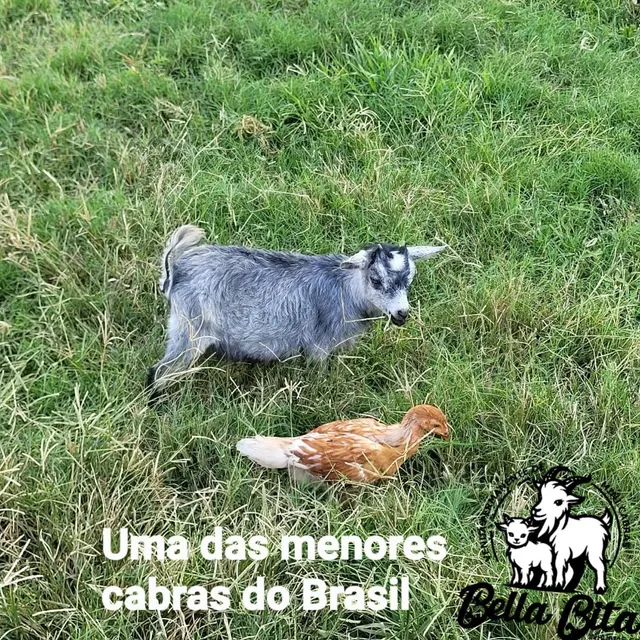 Mini bode/ Mini cabra