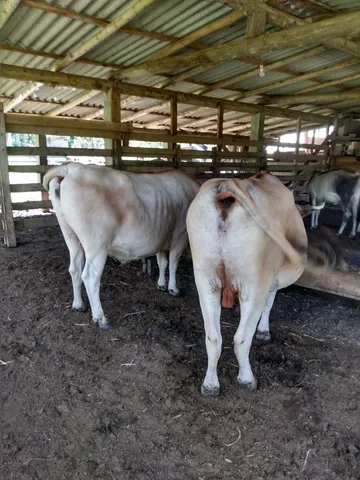 Vendo boi gordo 