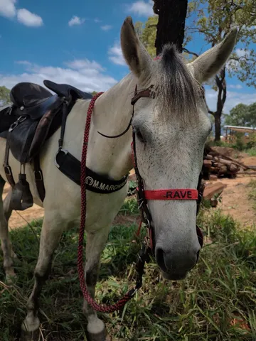 Cavalo de caroça 