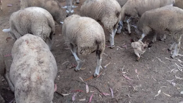 VENDO BORREGO 