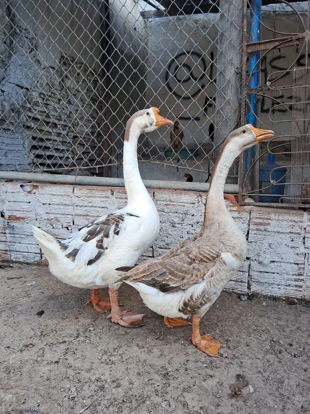 Casal de gansos mesclados