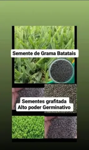 Semente de grama Batatais 
