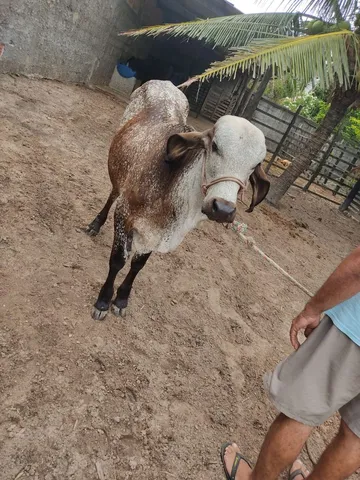 Vende-se ou troco 