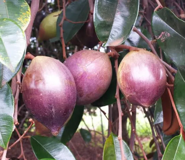 Aqui tem pé de Abril roxo lindos e saudáveis