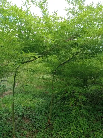 Bambu Mosso 
