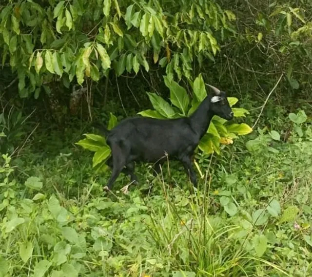 Bode Preto de Raça 
