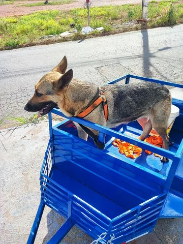 Cachorra fêmea 300,00