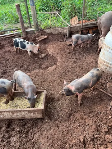 vendo leitoa limpa 