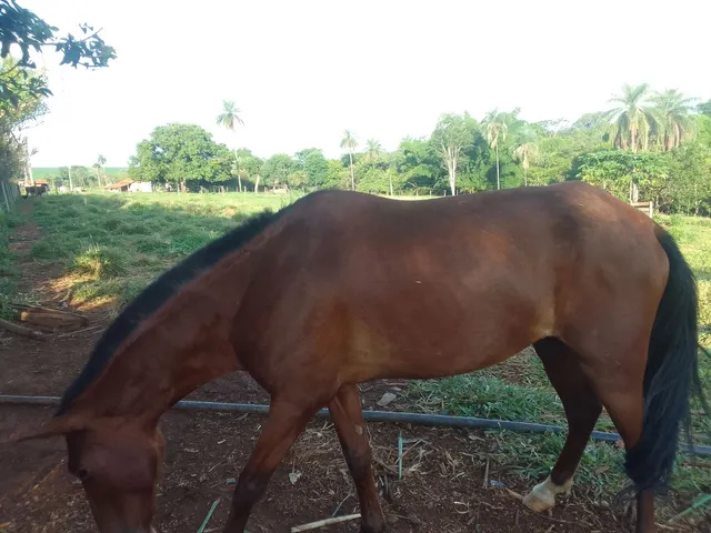 Vende-se CAVALO 