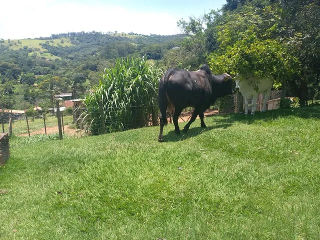 Boi novo 