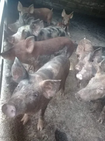Leitoa caipira 