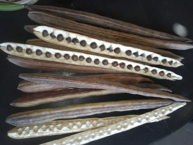 1.000 Sementes de Moringa Oleifera (*)
