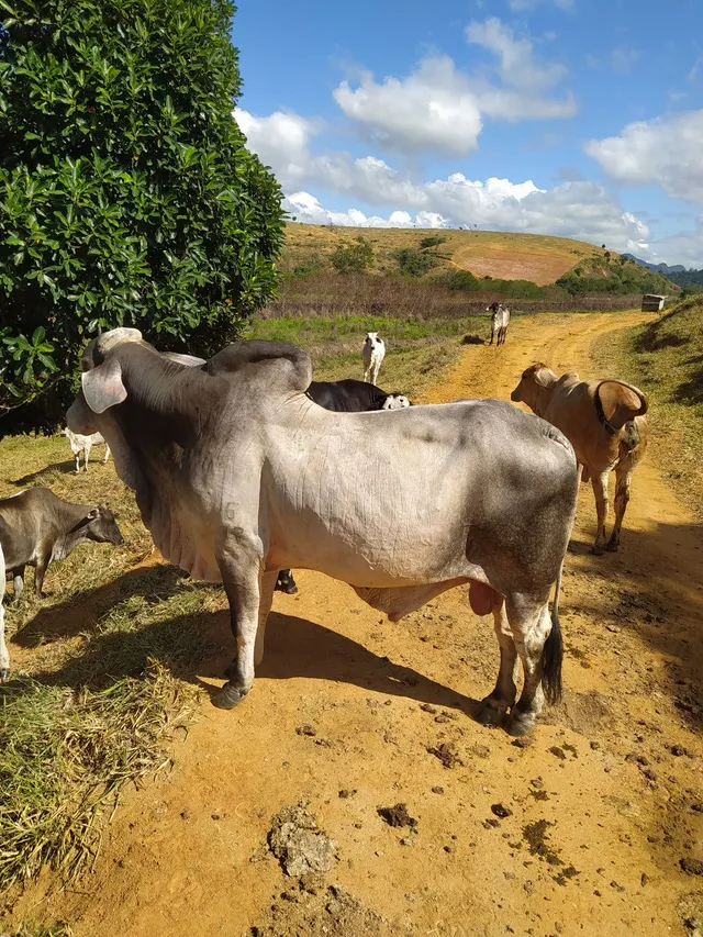 Vendo boi Guzerá muito manso