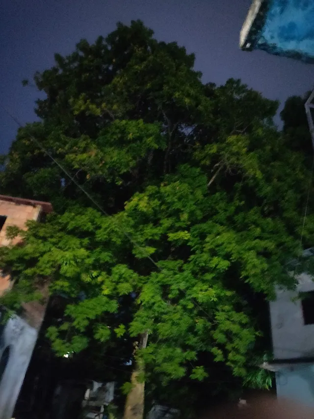 Carga de pitomba