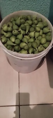 Vendo figo fresco 