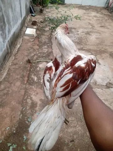 Galo caipira 