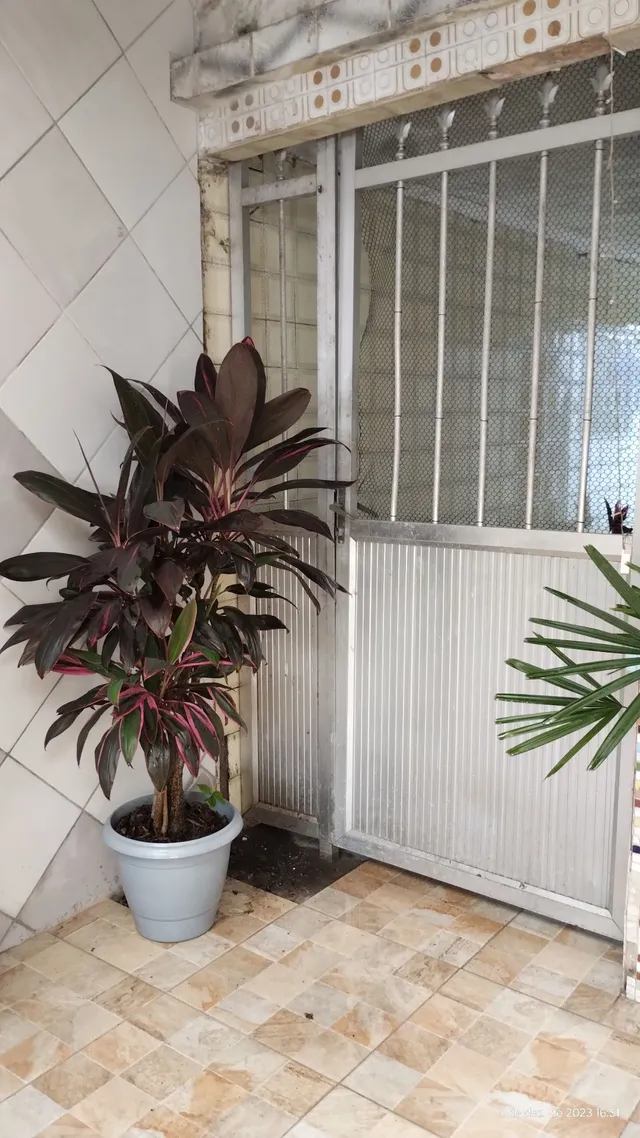 Kit plantas no Vaso