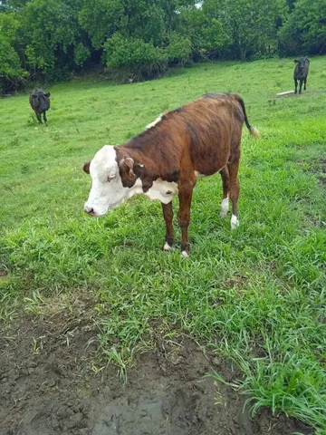 Vaca de leite e casal de terneiros 