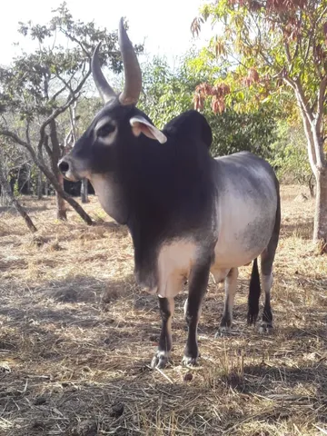 Vendo boi da raça guzera