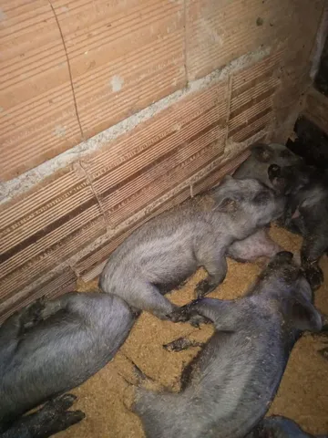 Leitoes ração moura.Puro sangue. 