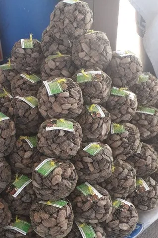 CASTANHA DO PARÁ COM CASCA