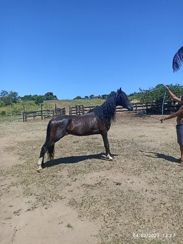 Cavalo de patrão 
