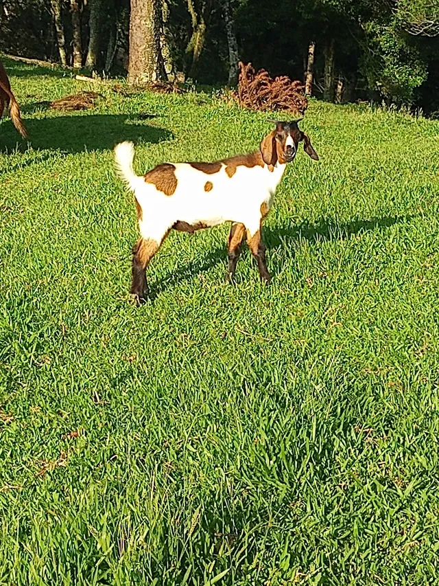 Cabrito reprodutor 