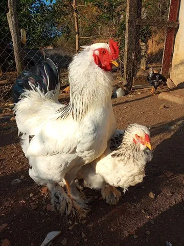 Ovos Galados é Pintinhos Brahma 