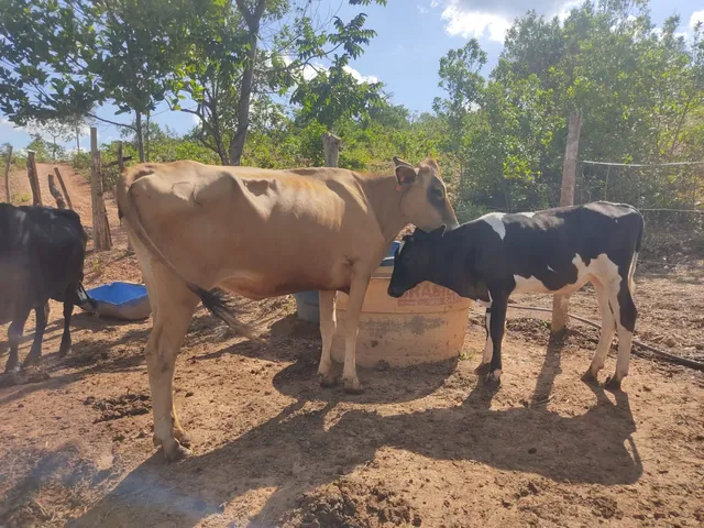 Vaca Jersey com Bezerro segunda Cria