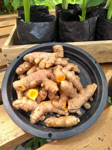 AÇAFRÃO DA TERRA. RAÍZ PARA CONSUMO
