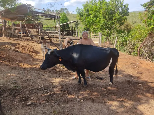 Vaca Jersey Prenha Boa de Leite 