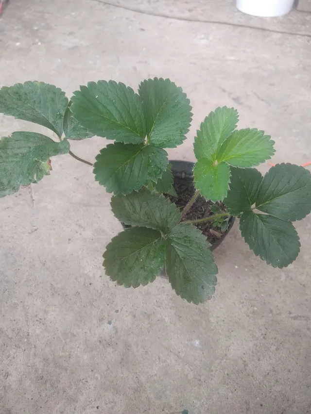 Mudas de morango 
