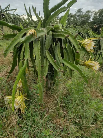 Mudas de pitaya 