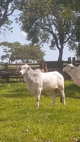 TABAPUA