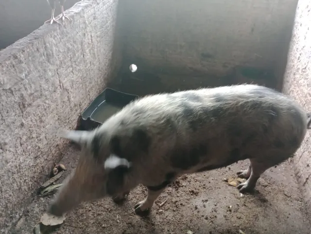 Porcas 