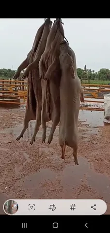 Leitão e Porco para venda R$25,00 o kg