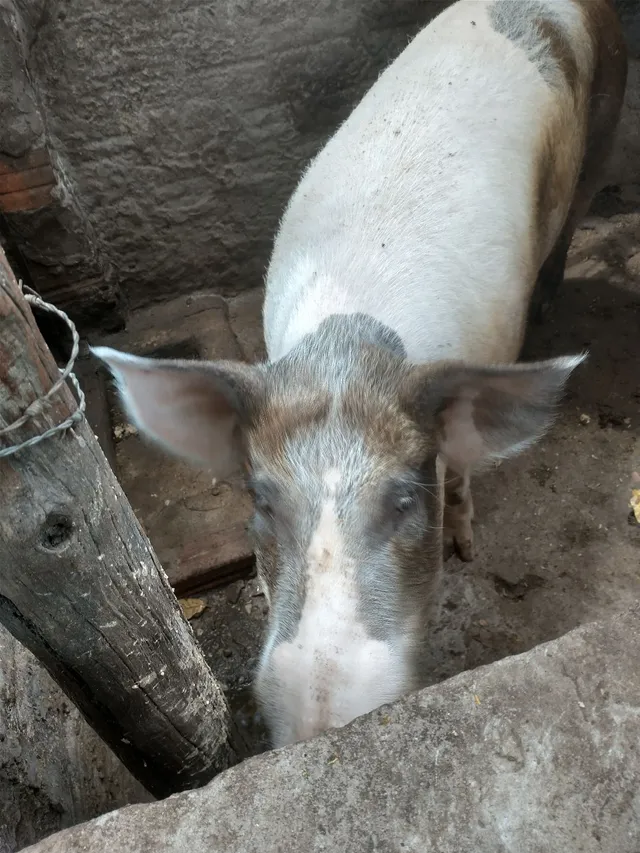 Porco pitchanga, +200kg
