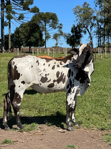 Vende-se lote Nelore Pura