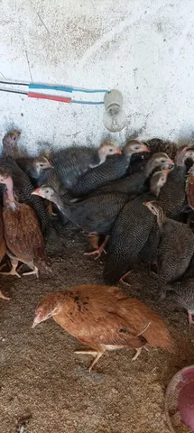 Lote de Guiné