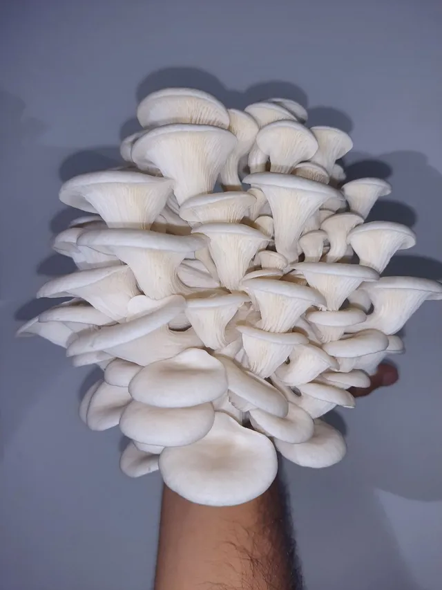 Shimeji Branco Orgânico